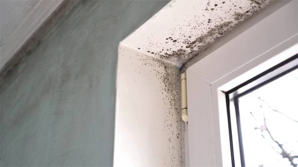 Best Mold Remediation for Rental Properties  in Big Lake, WA